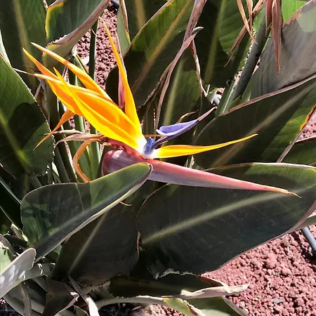 Feriehus House In Arrecife, Lanzarote, Charco De San Gines *